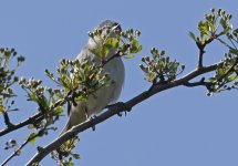 Lesser Whitethroat 001.jpg