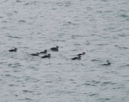 Common Scoter_Girdle Ness_210424a.jpg