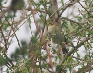 Willow Warbler_Girdle Ness_210424a.jpg