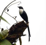 White-necked Myna.jpg