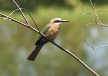 WF Bee-eater Zoom.JPG