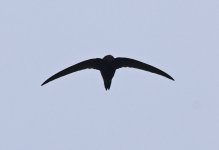 Common Swift 003.jpg