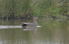 Gadwall 003.jpg