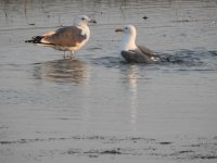 DSCN9707 Larus cachinnans (R) ?.JPG