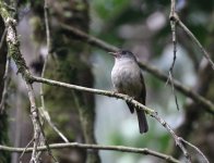 matinan warbling flycatcher.JPG