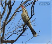 BF Spiny-cheeked Honeyeater 4 November 2019.jpg