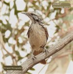 Bf Striped Honeyeater 1 November 2019.jpg