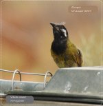 BF White-eared Honeyeater 1 November 2019.jpg