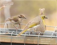 BF Brown-headed Honeyeater, Yellow-plumed Honeyeater 1 November 2019.jpg