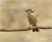 BF_Brown-headed_Honeyeater.jpg