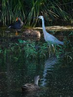 DSC04000 White-faced Heron.jpg