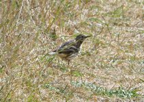 1 meadow pipit 7.jpg