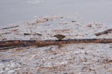 8 flotsam pipit 26.JPG