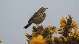 9 gorse pipit  31.JPG