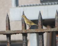 10 fence pipit 3.JPG