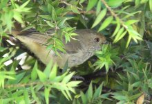 Thornbill1.jpg