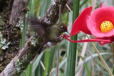 Rainbow-fronted Thornbill.JPG