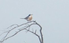 Masked Shrike 2.JPG