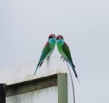 Blue-throated Bee-Eater.jpeg