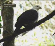 BF White-headed Pigeon 21 October, 2019 .jpg