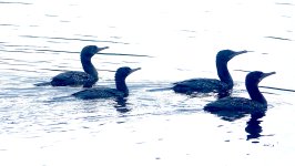 DSC04072 Little Black Cormorant @ Dee Why Lagoon bf.jpg