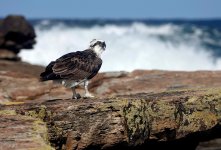 DSC04114 Osprey @ Long Reef bf.jpeg