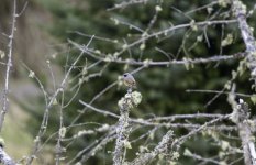 20240428 - Redstart at the reservoir.jpg