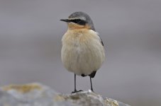 Wheatear 009.jpg