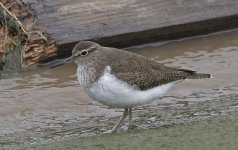 Common Sandpiper 001.jpg