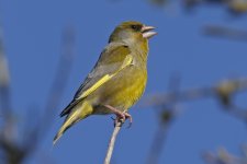 Greenfinch 003.jpg