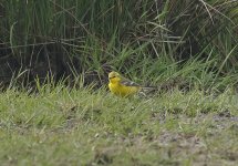 Yellow Wagtail 002.jpg