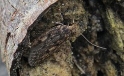 Brown House Moth 001.jpg