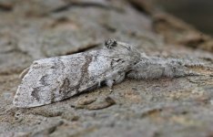 Pale Tussock 002.jpg