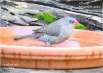 BF_Red-eared_Firetail_juvenile1.jpg