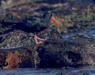 DSC04252 Sooty Oystercatcher @ Long Reef bf.jpeg