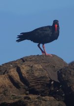 DSC04243 Sooty Oystercatcher @ Long Reef bf.jpg