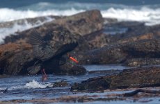 DSC04195 Sooty Oystercatcher @ Long Reef bf.jpg