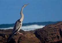 DSC04205 Australasian Darter @ Long Reef bf.jpg