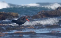 DSC04233 Sooty Oystercatcher @ Long Reef bf.jpg