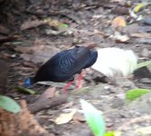 Bulwer's Pheasant.jpg