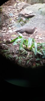 Hainan Peacock Pheasant.jpg