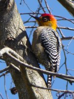 GoldencheekedWoodpecker1.JPG