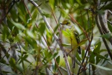 White-eyed Vireo 4.25.24 Dameron Marsh 7VA01531.jpg