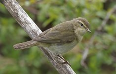 Chiffchaff 005.jpg