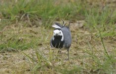 White Wagtail 05.jpg