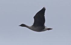 Pink-footed Goose 008.jpg