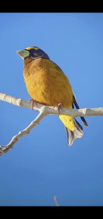 Evening_Grosbeak.jpg