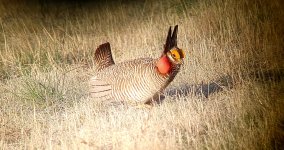 Lesser_Prairie_Chicken.jpg