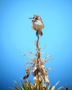 Cactus_wren.jpg