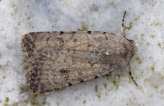 Pale Mottled Williow 001.jpg